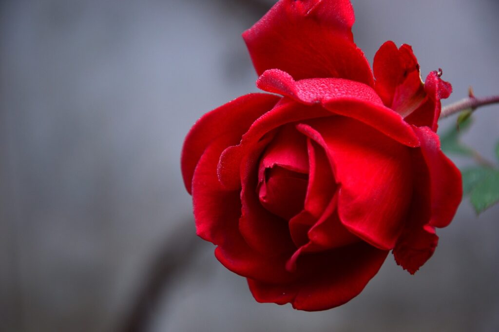 rose, flower background, flower, red rose, rose flower, rose bloom, flower wallpaper, beautiful flowers, petals, rose petals, bloom, blossom, flora, nature, close up, rose, rose, rose, rose, rose-3802424.jpg