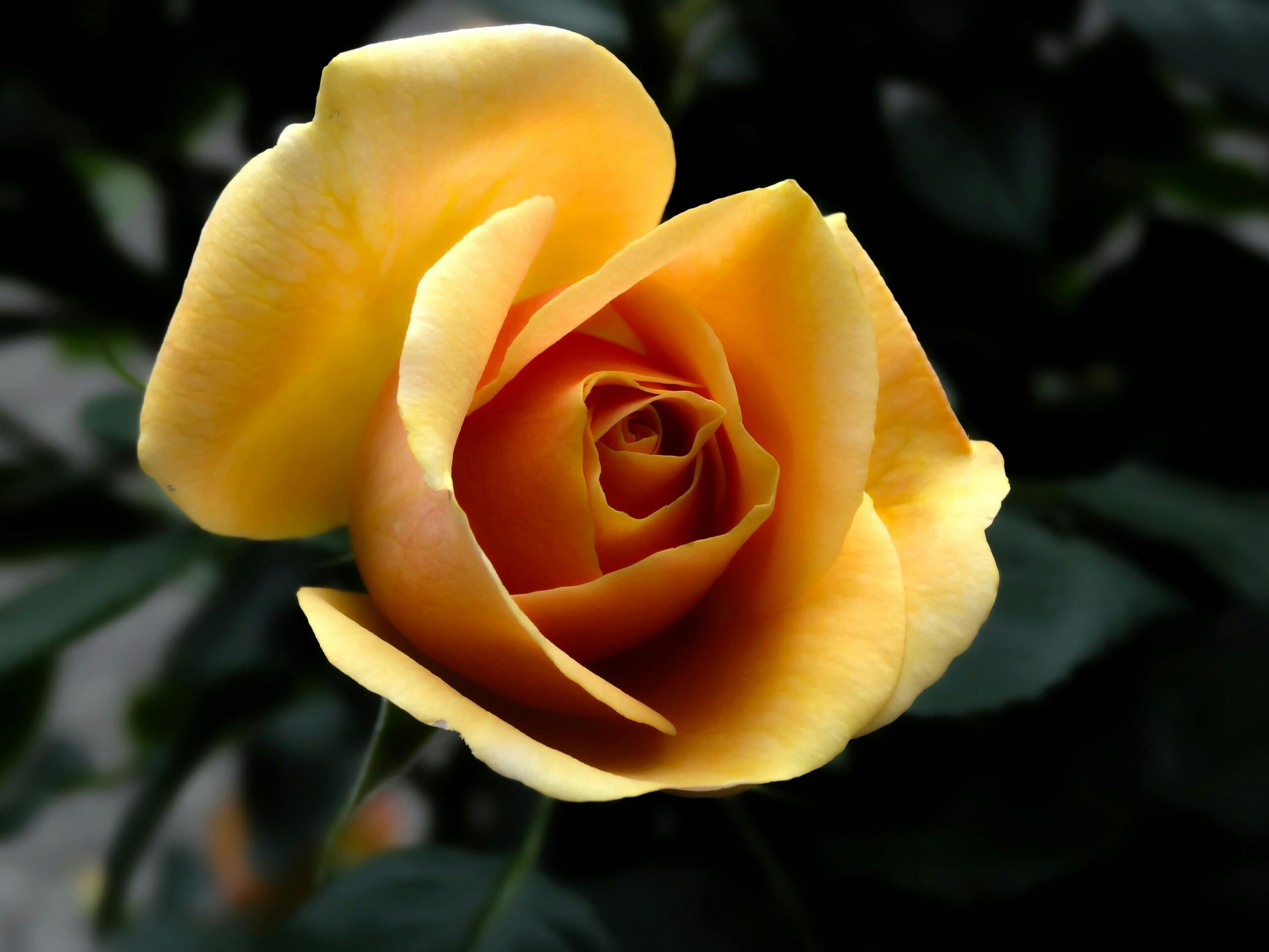 Close-up shot of a vibrant yellow rose in full bloom, showcasing detailed petals and beautiful color.